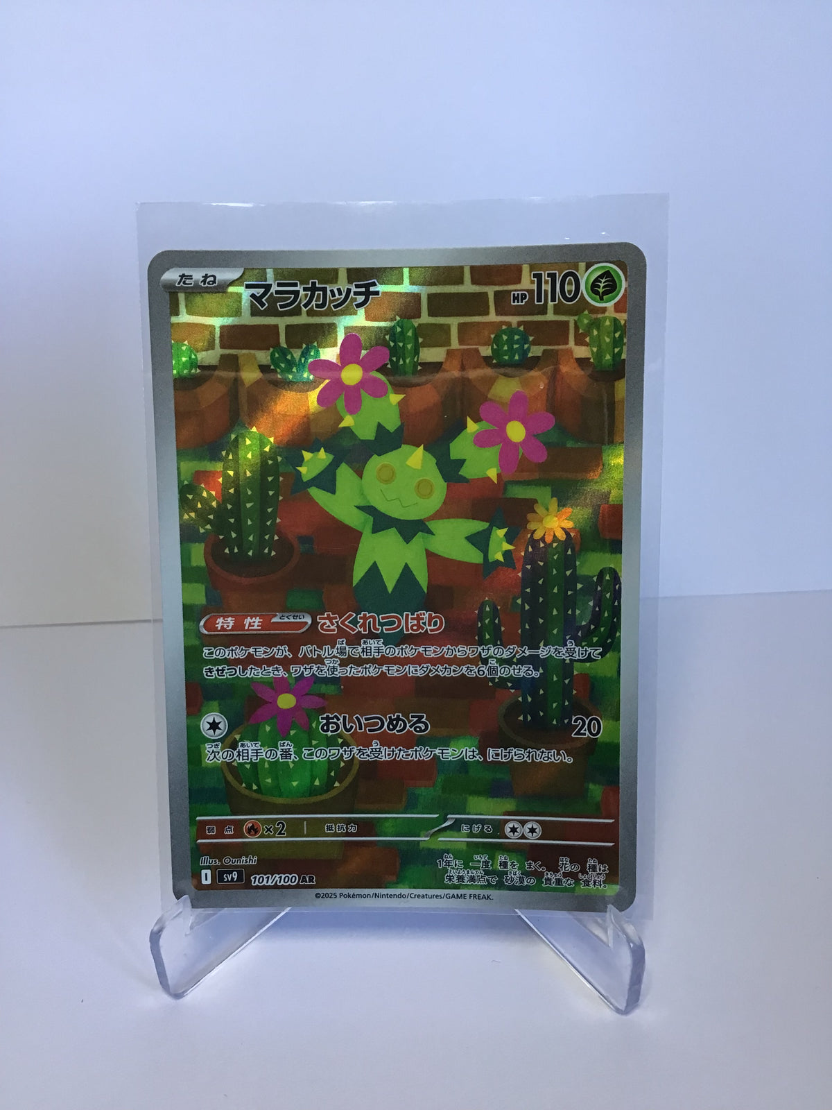 Maractus 101/100 (JP)